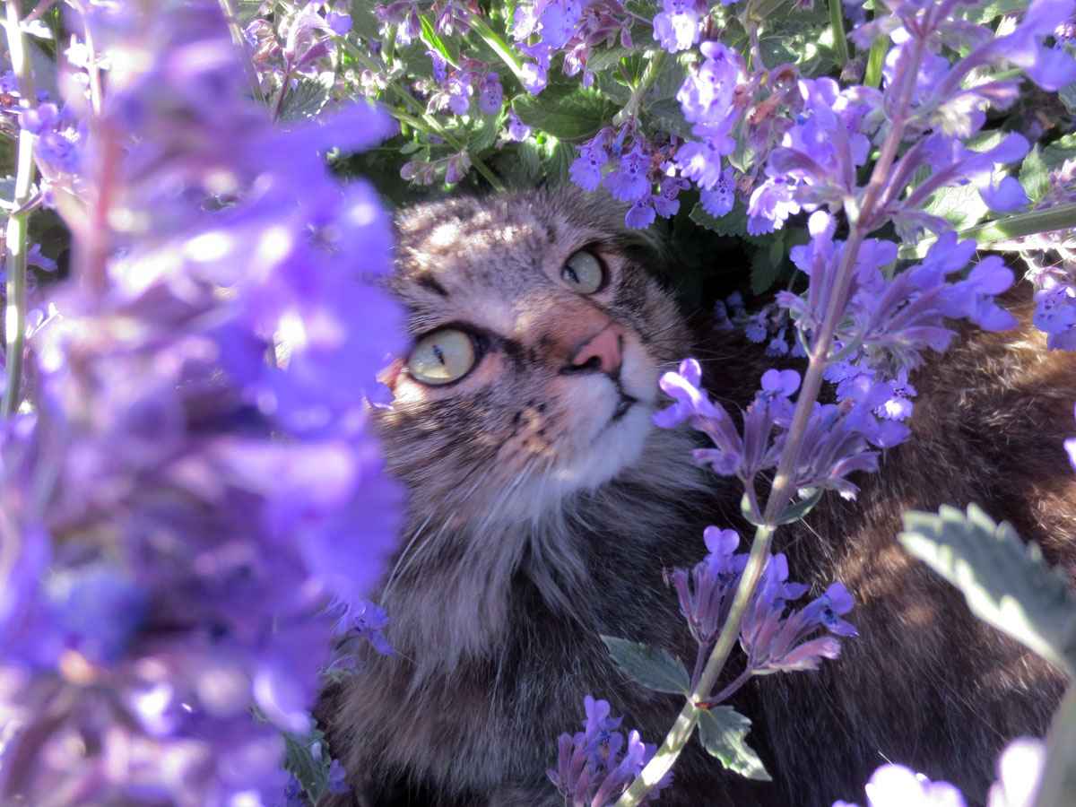 cat by Susan Fluegel